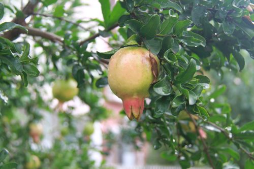 7.金榴满枝 唐江雨