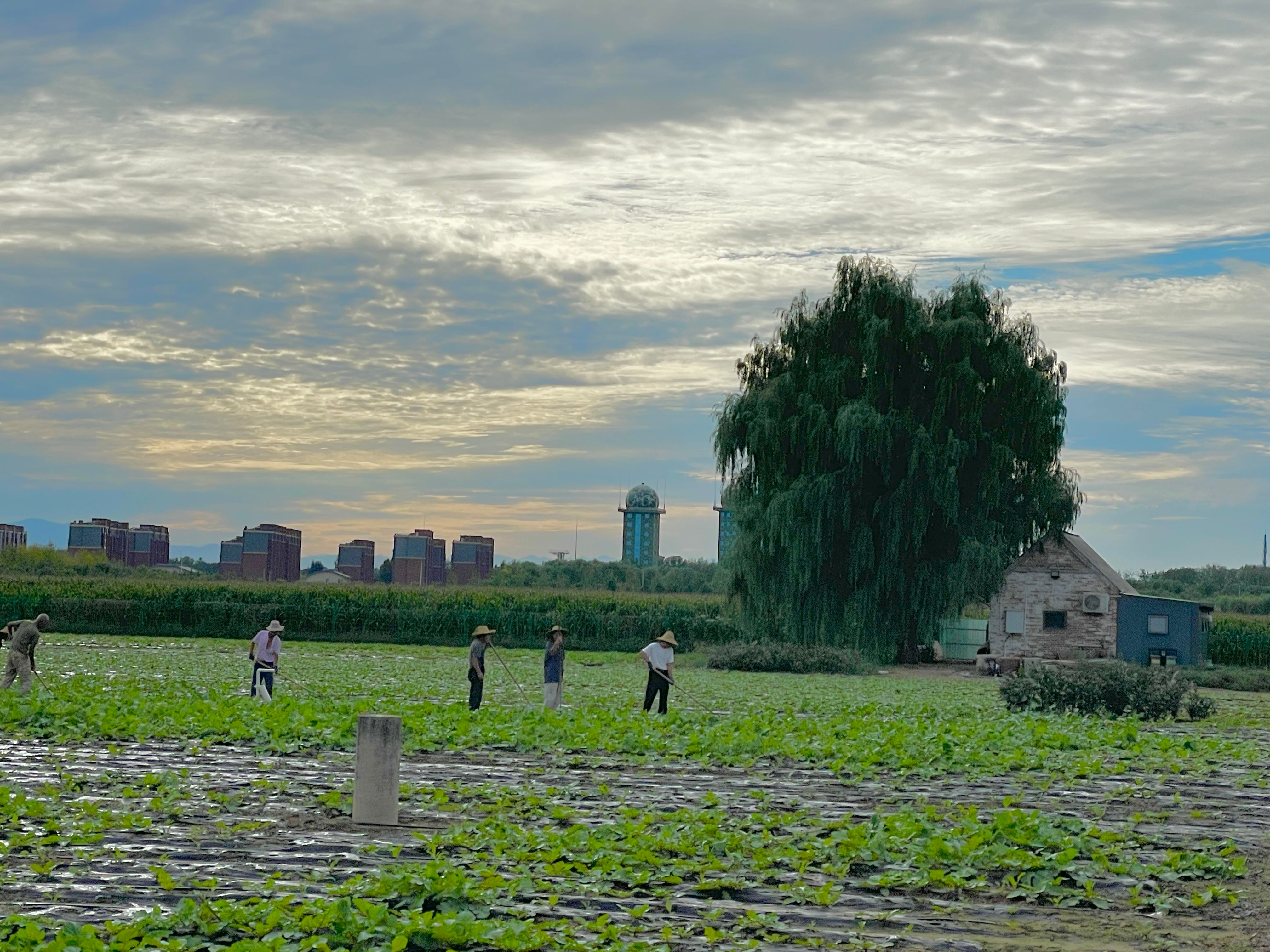 9.田园早秋 舒小建